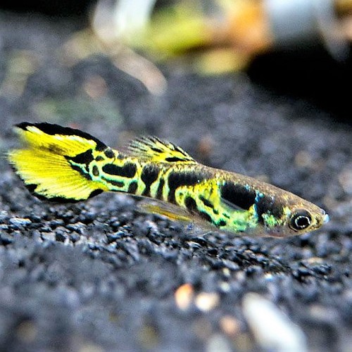 Poecilia wingei male tiger - Endler tigre male L